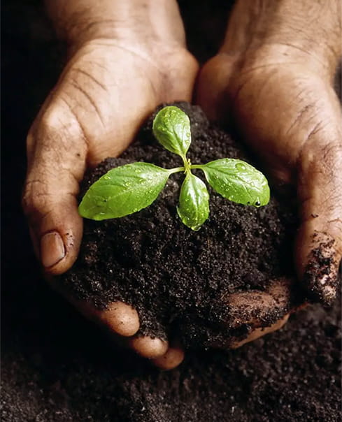 паросток у долонях